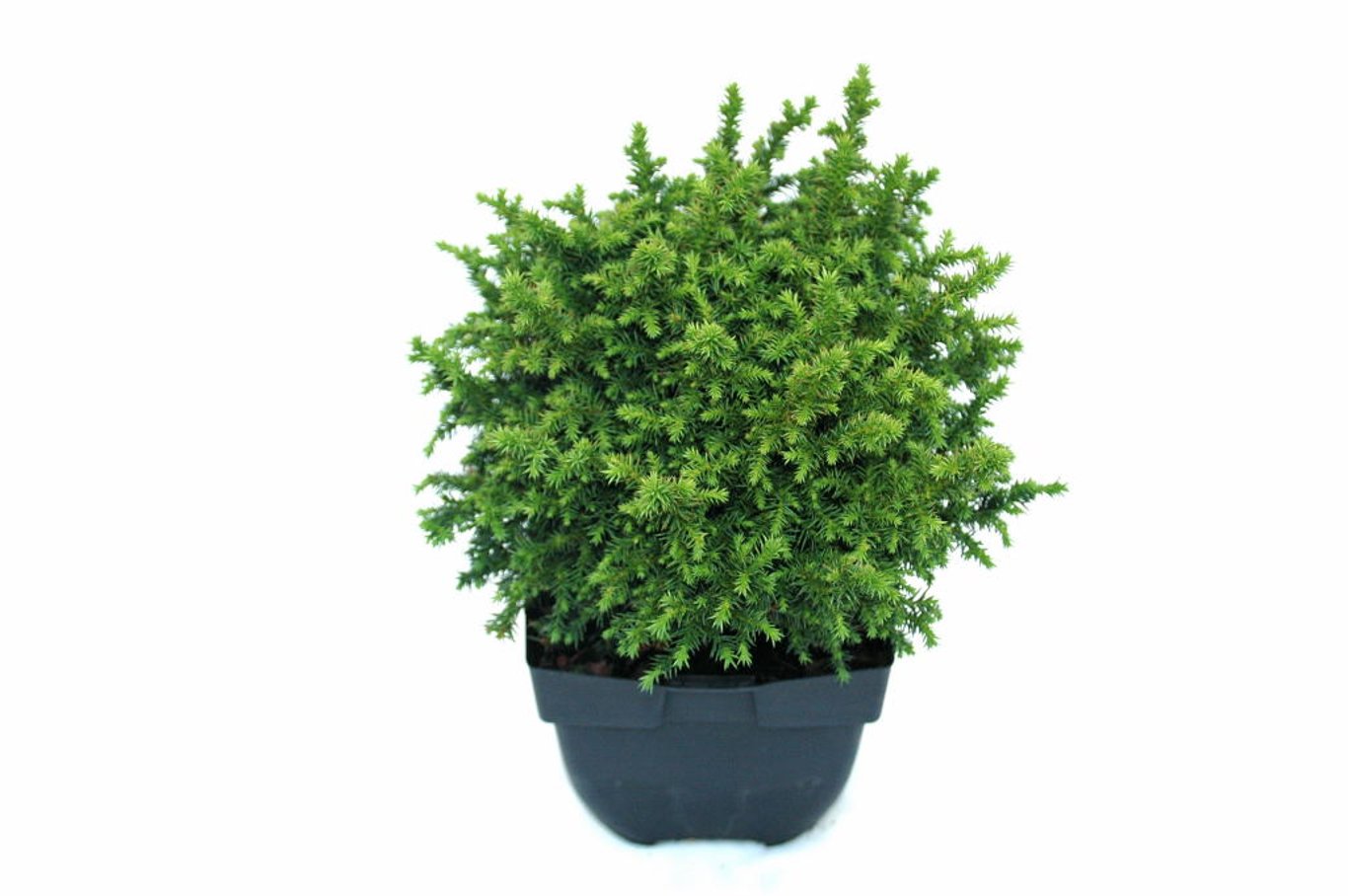 Cryptomeria j. 'Vilmoriniana' - C2